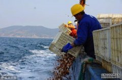 沐鸣帐号注册獐子岛扇贝跑路、饿死、大量暴毙！周边海域扇贝却正常，原来背后发生了这么多事