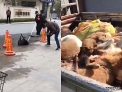 沐鸣直属代理北京禁养大型犬 民众避受罚爆安乐死潮