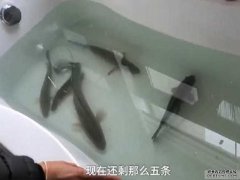 沐鸣招商主管浴缸养鱼囤粮过年 武汉女奇招防疫：活鱼较好吃