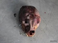 沐鸣直属代理浙江动物园出售肺炎死亡东北虎 高价6万元流出野味市场
