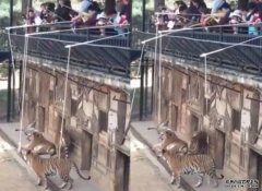 沐鸣帐号注册云南动物园设「钓老虎」惹争议 园方：旨在科普教育