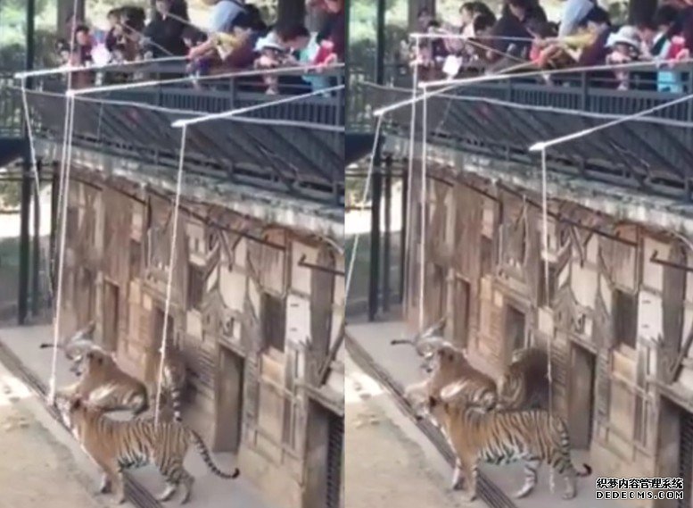 沐鸣帐号注册云南动物园设「钓老虎」惹争议 园方：旨在科普教育
