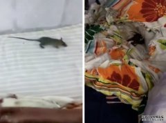 学生宿舍变老鼠窝 校方：沐鸣招商主管或房内残留食物所致