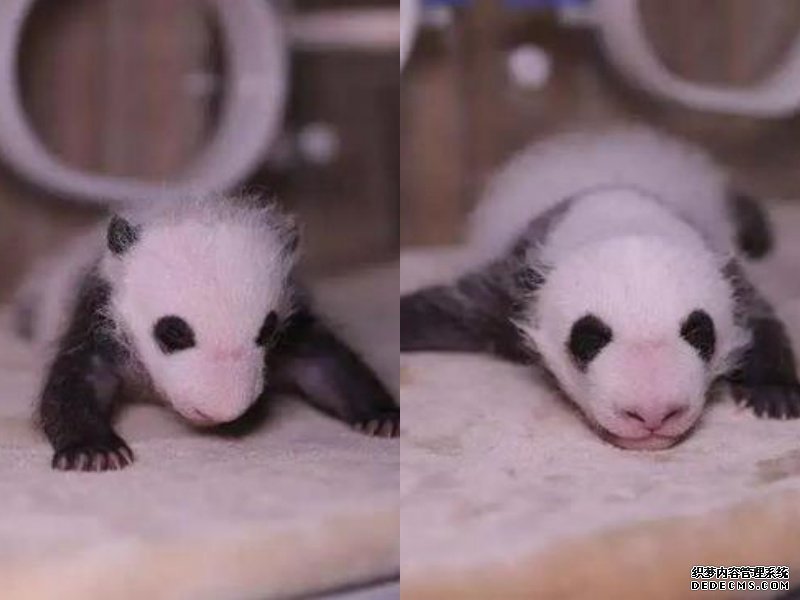 沐鸣代理招商全球首对圈养熊猫双胞胎 命名「热乾麵」和「蛋烘糕」