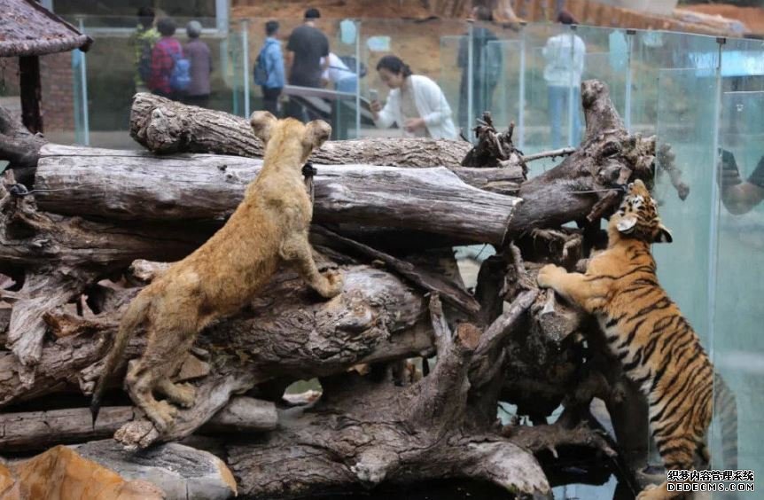 沐鸣总代理青岛动物园永久停止动物表演 改设动物科普讲堂