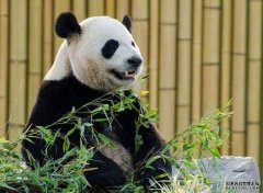 吃不到新鲜竹 旅加大熊猫受疫情影响将提前回国