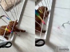 虐狗狂网上炫耀「战绩」沐鸣直属代理 贵妇狗惨遭剪耳钢筋穿头