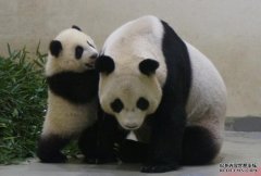 沐鸣直属招商大陆赠台大熊猫「圆圆」顺利产下二胎