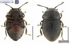 沐鸣直属招商海南西沙群岛发现新物种 命名为「石屿海泽甲」