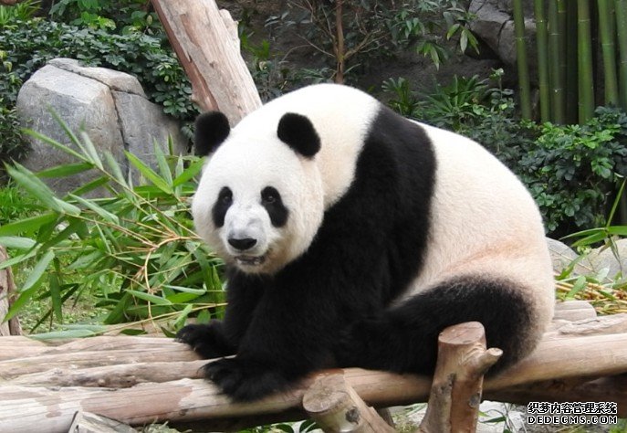 沐鸣注册链接海洋公园：大熊猫盈盈出现妊娠症状 冀今年带来「添丁」消息