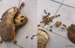 沐鸣直属总代武汉大学生疫后8个月返校 揭宠物龟已乾死剩骨架