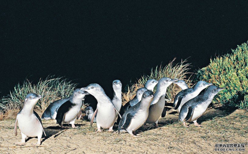 澳洲Phillip Island 沐鸣苹果版APP下载直播企鹅回巢