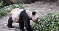 肝硬化导致多器官衰竭 重庆动物园25岁大熊猫灵灵病逝     