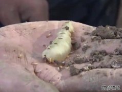 湖北发现60多沐鸣代理年的超大蚁穴 蚁王蚁后体长5厘米