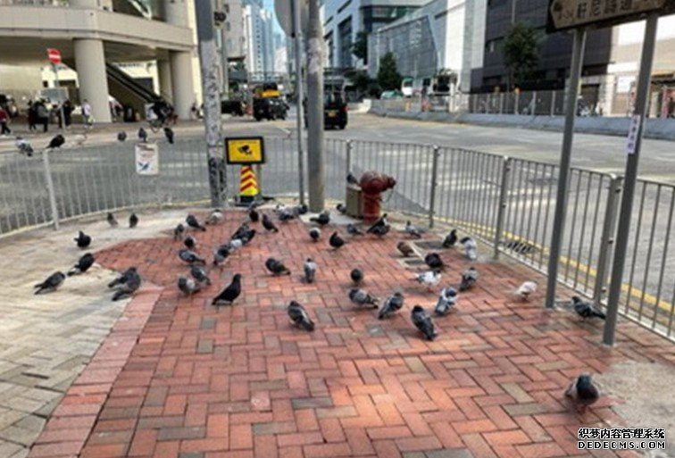 今年首5月170人沐鸣平台次涉喂雀弄污地方遭检控 港岛东贩卖阻街严重