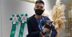 明星猫“MC丁”夺冠 沐鸣注册“猫招兔来”选美盛事加码再办猫展  