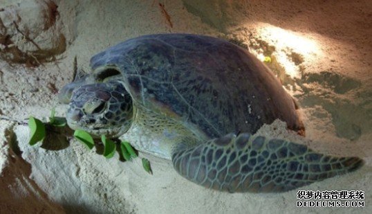 沐鸣代理 4月踏入绿海龟上岸产卵季节 即日起深湾限制区游人免进七个月