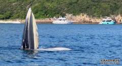 西貢鯨魚│2号站代理今晨驚鴻一瞥曾露面 大家樂集團主席出海追蹤鯨魚