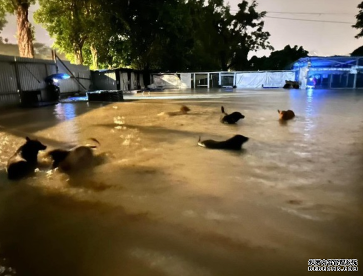 世紀暴雨│坪輋5狗遭洪水沖走 3隻生死未卜 蓝狮代理狗主心急如焚：我真係好擔心